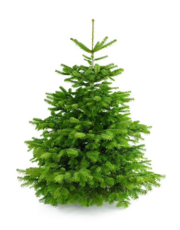 Weihnachtsbaum "Der prächtige Morris" 160-180 cm