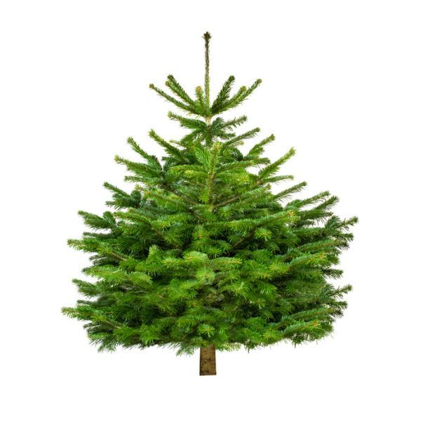 Weihnachtsbaum "Der schicke Maxim" 100-120 cm